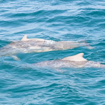 Safari Blue Zanzibar - Dolphins