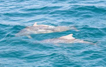 Safari Blue Zanzibar - Dolphins