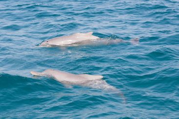 Safari Blue | Dolphins
